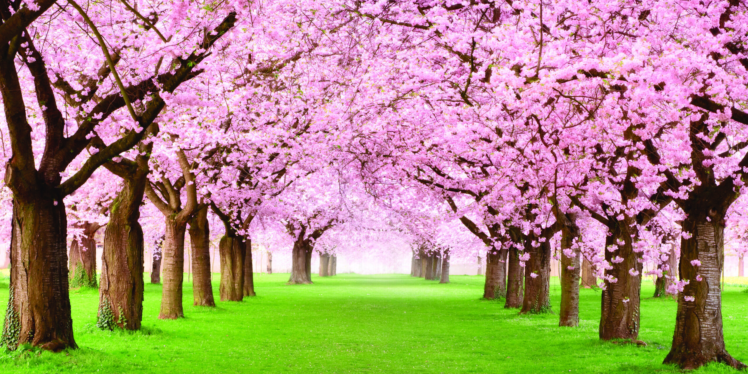 primavera