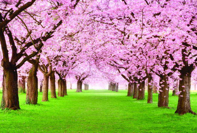 primavera